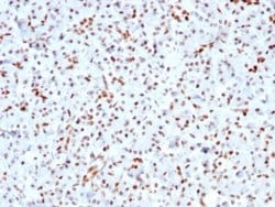 SOX9 Antibody (SOX9/3141R) - Azide and BSA Free, Novus Biologicals 100